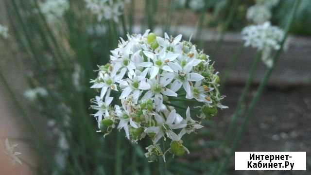 Многолетний лук Джусай Джанкой - изображение 1