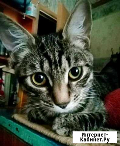 Котята Сергиев Посад - изображение 1