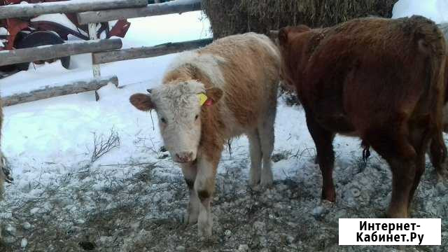 Бычки Бакалы - изображение 1
