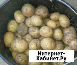 Картофель Москва