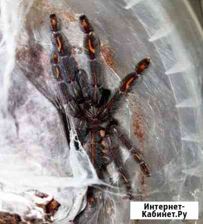 Паук птицеед psalmopoeus irminia Веселое