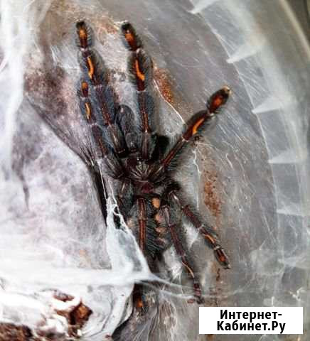 Паук птицеед psalmopoeus irminia Веселое - изображение 1