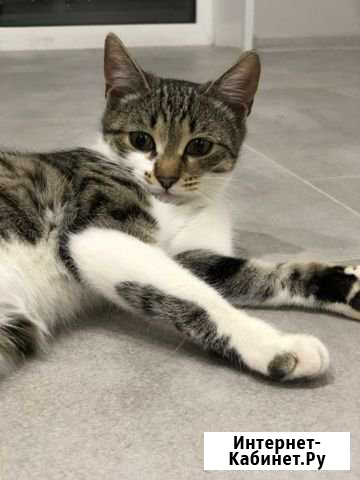 Котёнок в добрые руки Энгельс - изображение 1