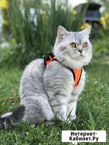 Шотландский кот вязка Санкт-Петербург - изображение 1