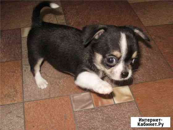 Чишка-малышка Волгоград