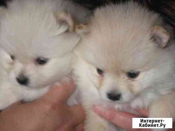 Разные породы Рязань