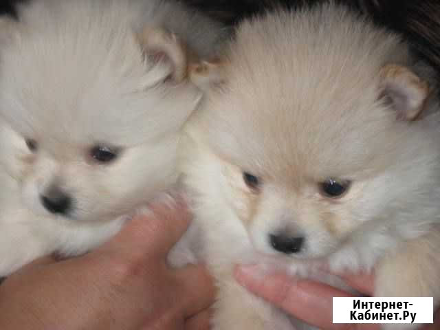 Разные породы Рязань - изображение 1