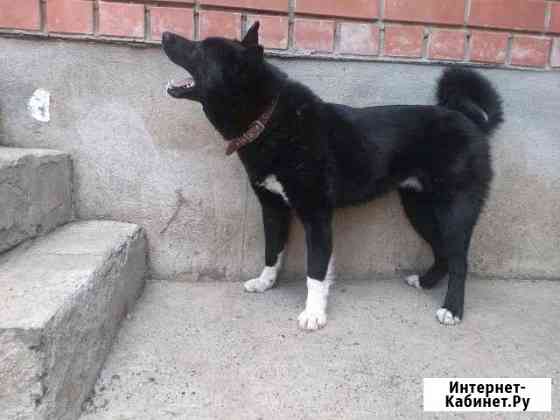 Рел Кобель на Вязку Оренбург