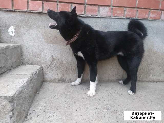 Рел Кобель на Вязку Оренбург - изображение 1