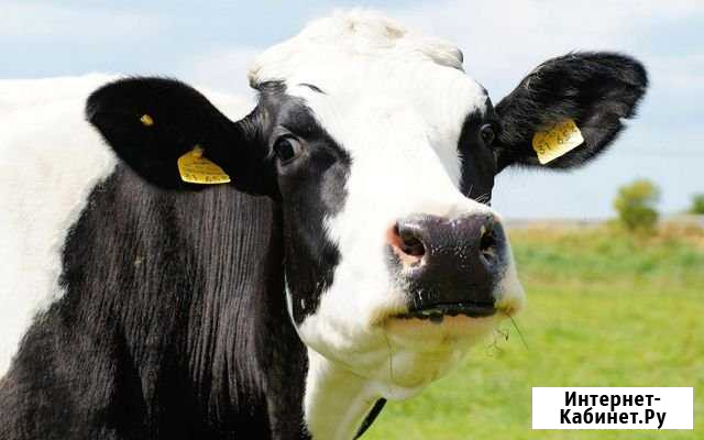 Продам корову Борское - изображение 1