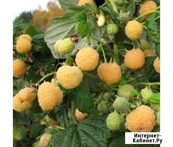 Саженцы малины Утренняя Роса Керчь - изображение 1