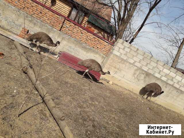 Страусы 3 Хасавюрт - изображение 1