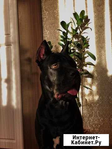 Вязка с парнем Cane Corso Краснодар - изображение 1