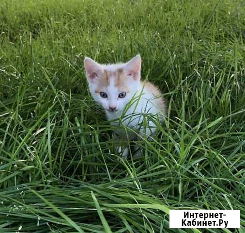Котята няшки-тройняшки Рыбное - изображение 1