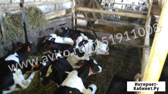 Схпк Маяк продаёт Бычков и Тёлочек Балашов - изображение 1