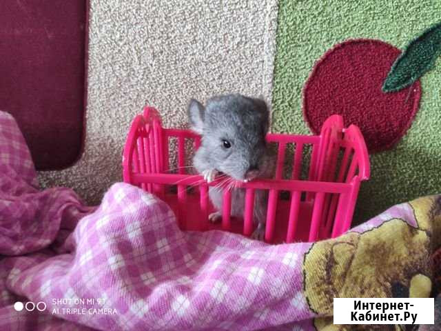 Продам шиншилленка Дзержинск - изображение 1