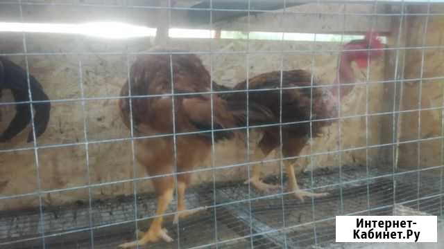 Петухи Пирогово - изображение 1