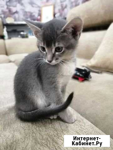 Абиссин-Манчкин Волжский Волгоградской области - изображение 1