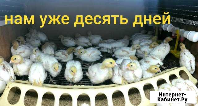 Перепела Бронницы - изображение 1