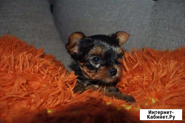 Куколки йорки Курск - изображение 1