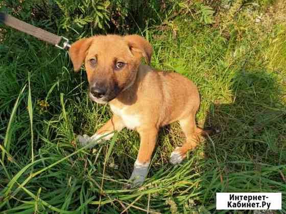 Щенки 4мес Киров