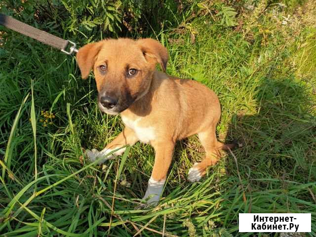 Щенки 4мес Киров - изображение 1