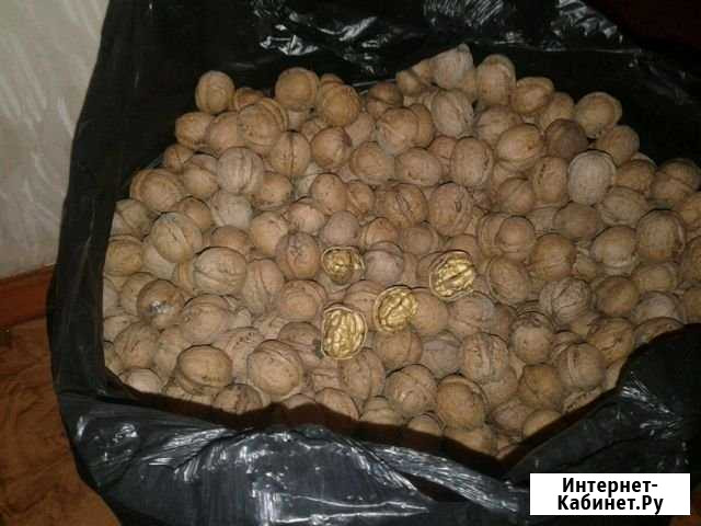 Орех грецкий Грозный - изображение 1