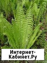 Папоротник Страусник Смышляевка - изображение 1