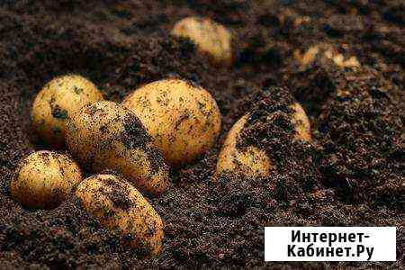 Домашний картофель Иркутск