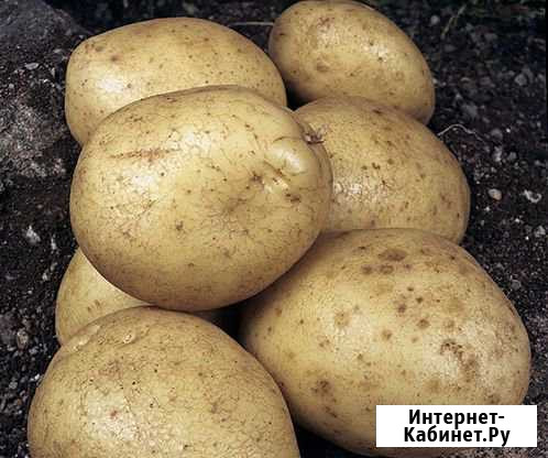 Картофель Барнаул - изображение 1
