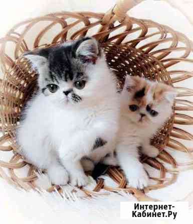 Экзотики Белгород