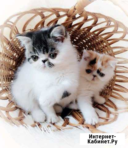 Экзотики Белгород - изображение 1