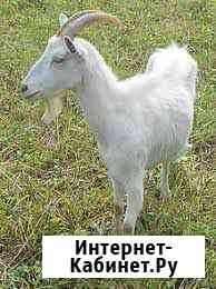 Продам дойных коз. Цена 6000-10000 Кисловодск