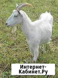 Продам дойных коз. Цена 6000-10000 Кисловодск - изображение 1