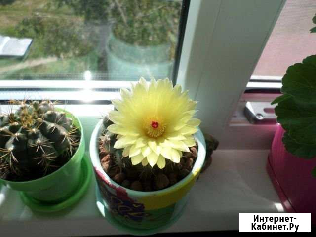 Кактус Томск - изображение 1