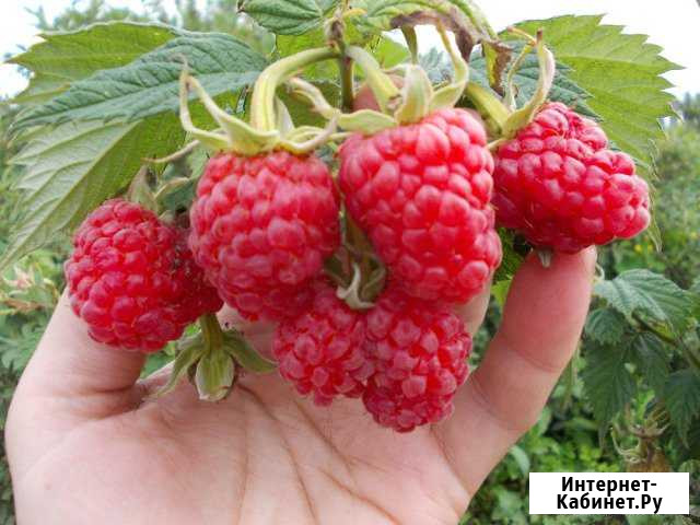 Саженцы Мичуринск - изображение 1