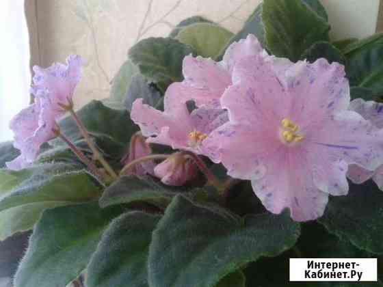 Фиалки сортовые Омск