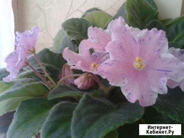 Фиалки сортовые Омск - изображение 1