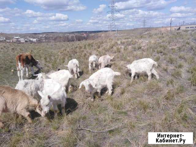 Козлята Новотроицк - изображение 1