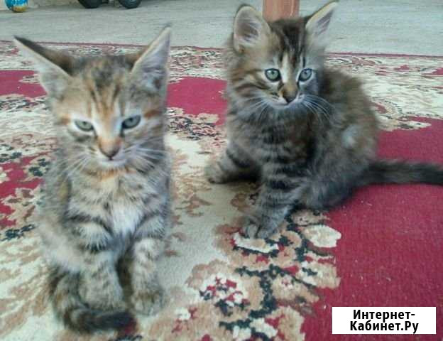 Котята в заботливые руки Ильский - изображение 1