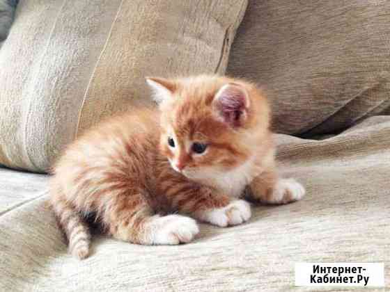 Продам турецкого вана-чудо рыжик Краснодар