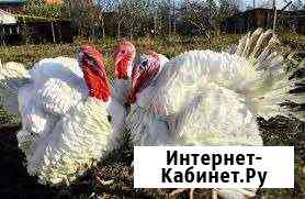 Индюки Каневская