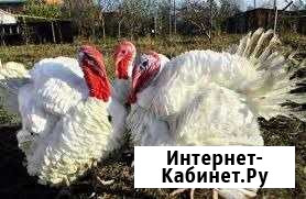 Индюки Каневская - изображение 1