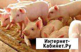 Продам ландрасов возраст 6 месяцев Кемерово