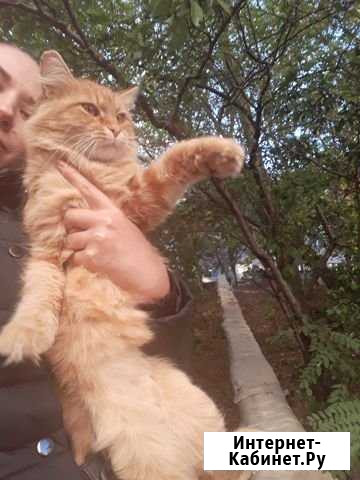 Отдам, бесплатно полуперсидскую кошку Симферополь - изображение 1