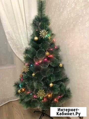 Сосна Прохладный - изображение 1