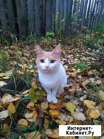 Котенок Кинешма - изображение 1