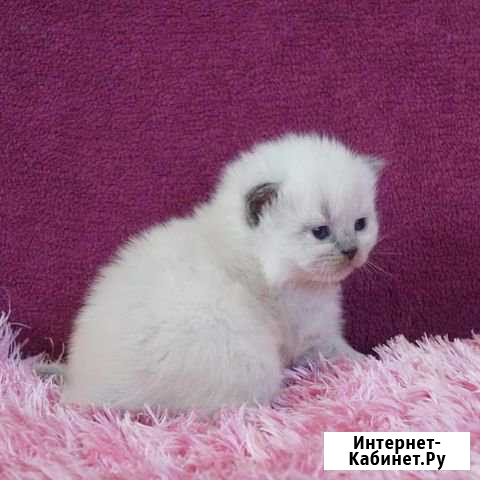 Продам котят Невская маскарадная Славянск-на-Кубани - изображение 1