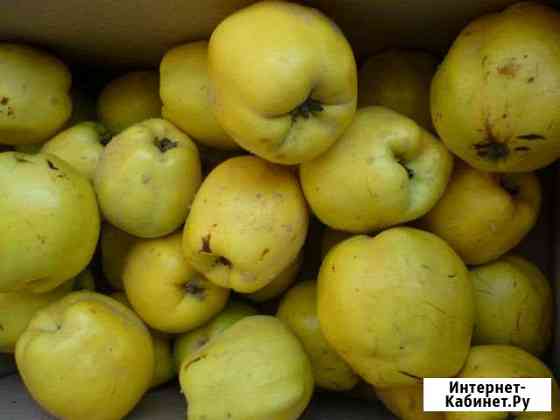 Айва Ставрополь