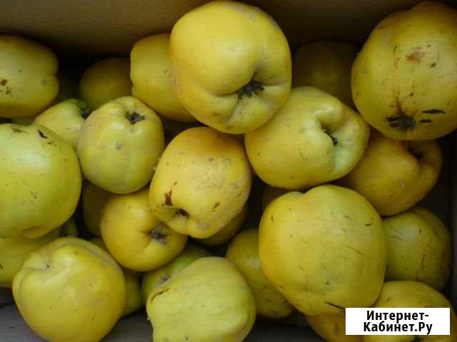 Айва Ставрополь - изображение 1